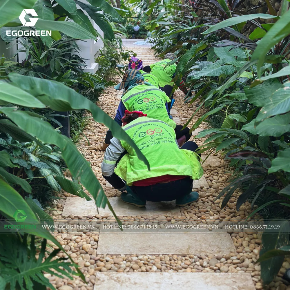 Không gian cây xanh bao phủ lối dạo trong một dự án sân vườn do EGOGREEN thực hiện. 